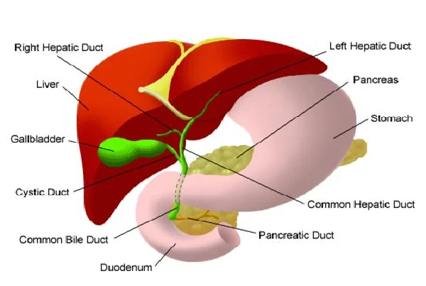 Biliary Drainage Surgery